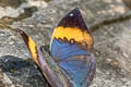 Orange Oakleaf Kallima inachus siamensis (Indian Leaf)