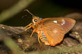 Orange-striped Awlet Burara jaina jaina (Striped Orange Awlet)