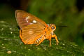 Orange-striped Awlet Burara jaina jaina (Striped Orange Awlet)