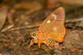 Orange-striped Awlet Burara jaina jaina (Striped Orange Awlet)