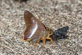 Orange-tailed Awl Bibasis sena sena