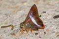 Orange-tailed Awl Bibasis sena sena