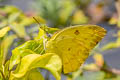 Orange Emigrant Catopsilia scylla cornelia