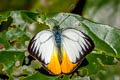 Orange Gull Cepora iudith lea