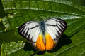 Orange Gull Cepora iudith malaya