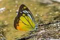 Orange Gull Cepora iudith malaya