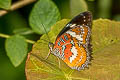 Orange Lacewing Cethosia methypsea methypsea