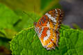 Orange Lacewing Cethosia methypsea methypsea