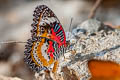 Orange Lacewing Cethosia methypsea methypsea