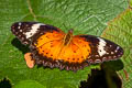 Orange Lacewing Cethosia methypsea methypsea