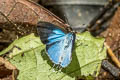 Orchid Tit Hypolycaena othona othona