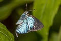 Orchid Tit Hypolycaena othona semanga