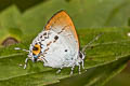 Orchid Tit Hypolycaena othona semanga