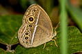 Painted Bushbrown Mycalesis sangaica tunicula (Many-tufted Bushbrown)