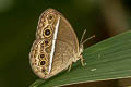 Painted Bushbrown Mycalesis sangaica tunicula (Many-tufted Bushbrown)