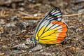 Painted Jezebel Delias hyparete indica