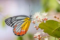 Painted Jezebel Delias hyparete indica