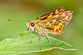 Pale Dart Potanthus pallida