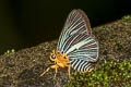 Pale Green Awlet Burara gomata gomata