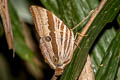 Pale-haired Palmking Amathusia ochraceofusca