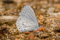 Pale Hedge Blue Udara dilecta dilecta