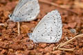 Pale Hedge Blue Udara dilecta dilecta