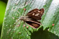 Pale-marked Ace Halpe hauxwelli