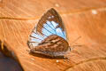 Pale Bushblue Arhopala aberrans 