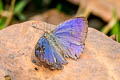 Pale Bushblue Arhopala aberrans 