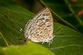 Pale Bushblue Arhopala aberrans 