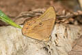 Pale Forester Lethe latiaris perimele