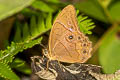 Pale Forester Lethe latiaris perimele