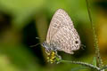 Pale Fourline Blue Nacaduba hermus nabo