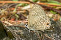 Pale Fourline Blue Nacaduba hermus nabo