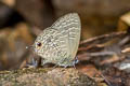 Pale Fourline Blue Nacaduba hermus nabo