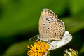 Pale Grass Blue Zizeeria maha maha