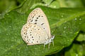 Pale Grass Blue Zizeeria maha maha