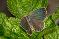 Pale Grass Blue Zizeeria maha maha