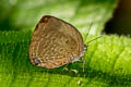 Pale Yellow Oakblue Arhopala moolaiana yajuna (Pale Arched Oakblue)