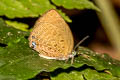 Pale Yellow Oakblue Arhopala moolaiana yajuna (Pale Arched Oakblue)