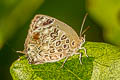 Pallid Oakblue Arhopala alesia sacharja (Pale Pallid Oakblue)