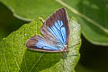 Pallid Oakblue Arhopala alesia sacharja (Pale Pallid Oakblue)