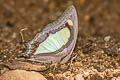 Pallid Nawab Polyura aija arja