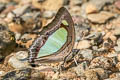 Pallid Nawab Polyura aija arja