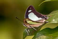 Pallid Nawab Polyura aija arja