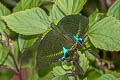 Paris Peacock Papilio paris paris