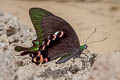 Paris Peacock Papilio paris paris