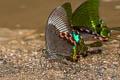 Paris Peacock Papilio paris paris