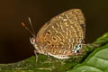 Peacock Oakblue Arhopala horsfieldi basiviridis