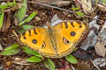 Peacock Pansy Junonia almana almana